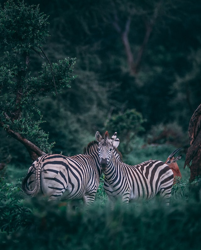 Zebra, Kenya safari 