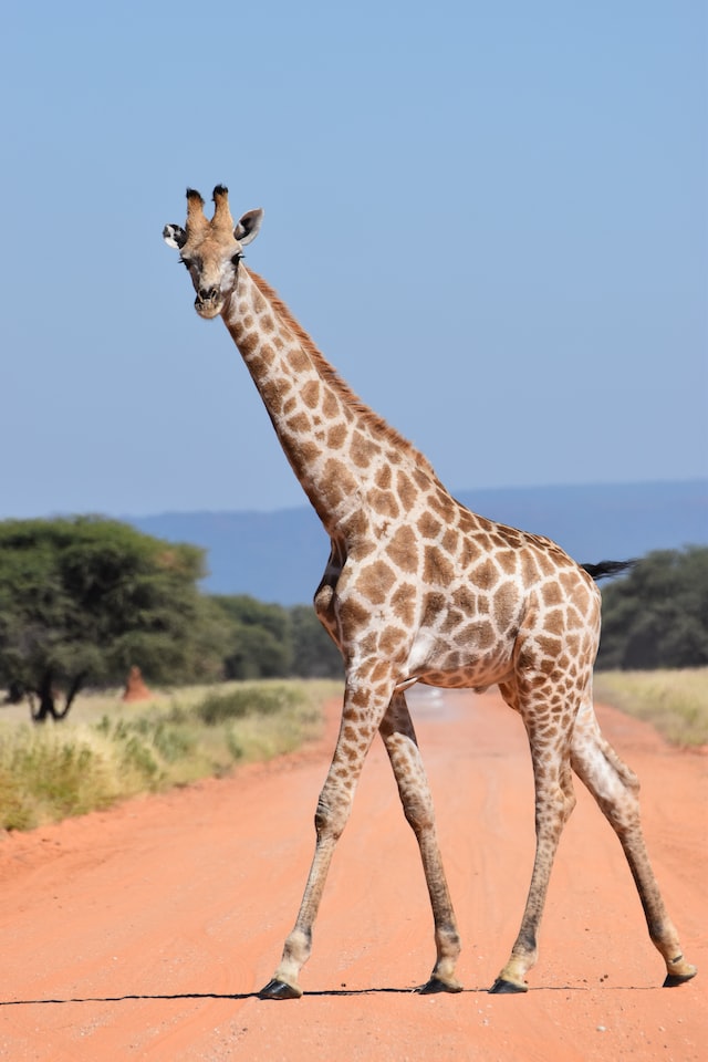 giraffe, Kenya safari