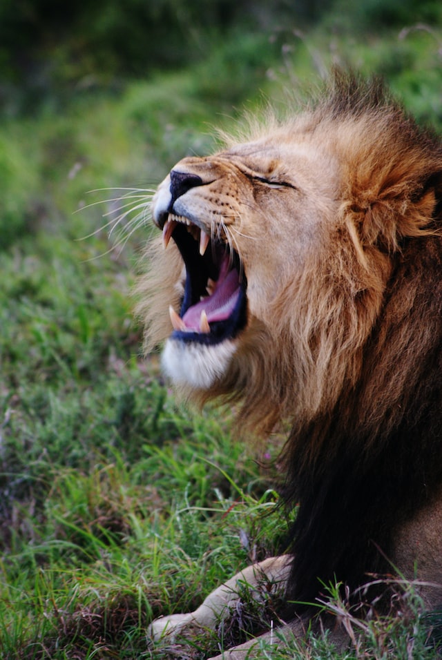 lion yawning, Kenya safari 